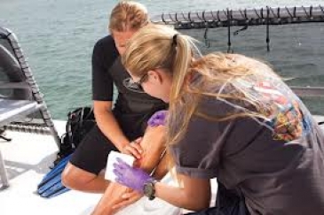 First Aid for Hazardous Marine Life Injuries